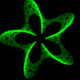 Illustration for article titled This microscopic 3-D pattern was "painted" using a laser beam